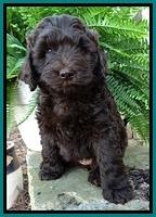 BS pups 7 wks old 351