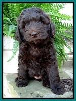 BS pups 7 wks old 371