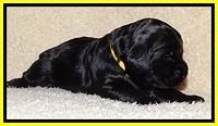 BR  pups 2 wks old 141