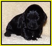 BR  pups 2 wks old 151