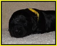 BR  pups 2 wks old 171