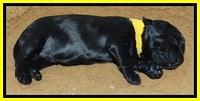 BR pups 1 wk old 530