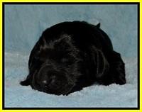 BR pups 1 wk old 61