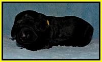 BR pups 1 wk old 81
