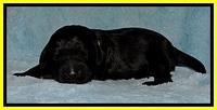 BR pups 1 wk old 91