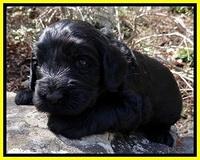 BR pups 3 wks old 161