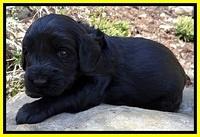 BR pups 3 wks old 171