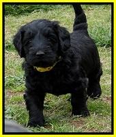 BR pups 5 wks old 30