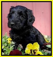 BR pups 6 wks old 20 (2)