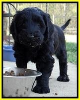 BR pups 6 wks old 50 (2)