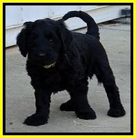 BR pups 6 wks old 60 (2)