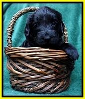 BS 4 pups weeks old 210