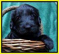 BS 4 pups weeks old 220