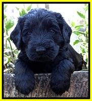 BS 4 pups weeks old 230