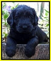 BS 4 pups weeks old 240