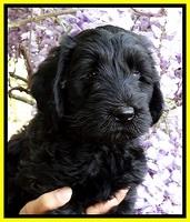BS pups 7 wks old 171