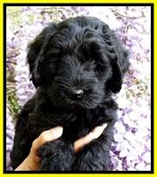 BS pups 7 wks old 181