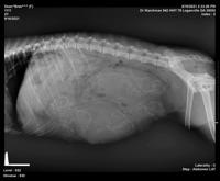 Bree Patrick pups xray day 59 preg 1