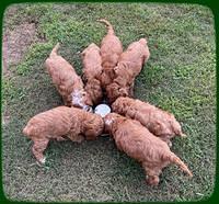 Bree Patrick pups 7 wks old 51