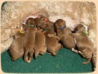 Bree Patrick pups1 week old b 251