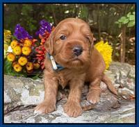 Bree Patrick pups 3 wks old 61