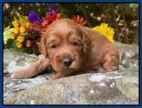 Bree Patrick pups 3 wks old 71