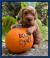 Bree Patrick pups 4 wks old 51