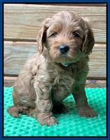 Bree Patrick pups 6 wks old 21