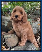 Bree Patrick pups 8 wks old 11152111