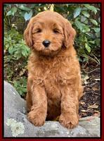 Culver family guardian "Whiskey Business":  8 weeks old weight  8 lb 1 oz