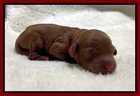 Bree Patrick Newborn 41