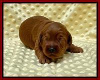 Bree Patrick pups 2 wks old 51