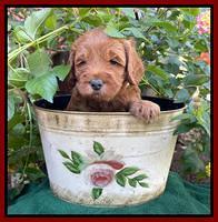 Bree Patrick pups 5 wks old 111