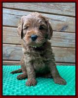 Bree Patrick pups 6 wks old 111
