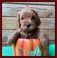 Bree Patrick pups 6 wks old 91