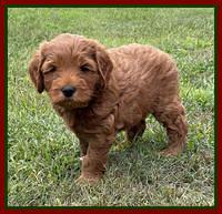 Bree Patrick pups 7 wks old 101