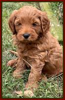 Bree Patrick pups 7 wks old 111