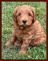 Bree Patrick pups 7 wks old 91