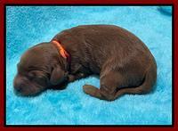 Bree Patrick pups1 week old 151