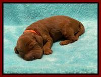 Bree Patrick pups1 week old 161