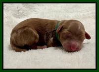 Bree Patrick Newborn 61