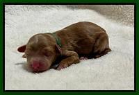 Bree Patrick Newborn 81