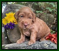 Bree Patrick pups 3 wks old 141