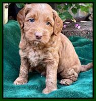 Bree Patrick pups 5 wks old 141