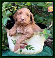 Bree Patrick pups 5 wks old 171