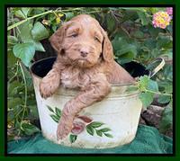 Bree Patrick pups 5 wks old 181