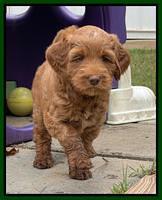 Bree Patrick pups 6 wks old 161