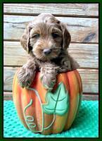 Bree Patrick pups 6 wks old 171