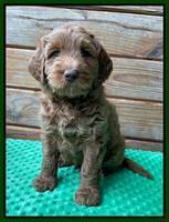 Bree Patrick pups 6 wks old 181