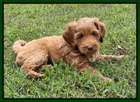 Bree Patrick pups 7 wks old 161